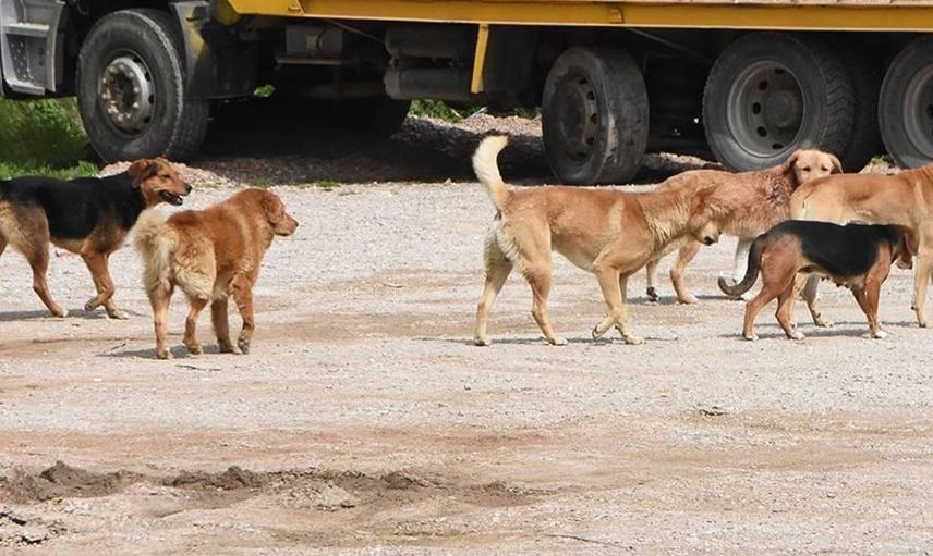 İstanbul’da sokak köpekleri 2 kardeşe saldırdı: 30 dikiş atıldı!