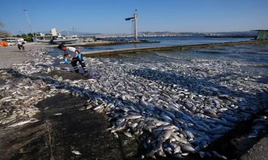 İzmir Körfezi'nde Kirlilik Alarmı: Çok Sayıda Ölü Balık Kıyıya Vurdu