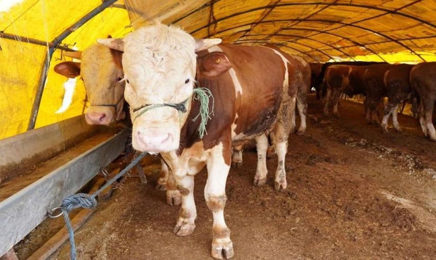 İzmir’de Kurban Bayramı öncesi şap hastalığı paniği: O ilçelerde kurbanlık satışı yasaklandı