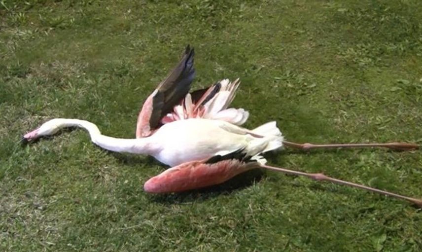 İzmir'deki Flamingoların Ölüm Sebebi Ortaya Çıktı