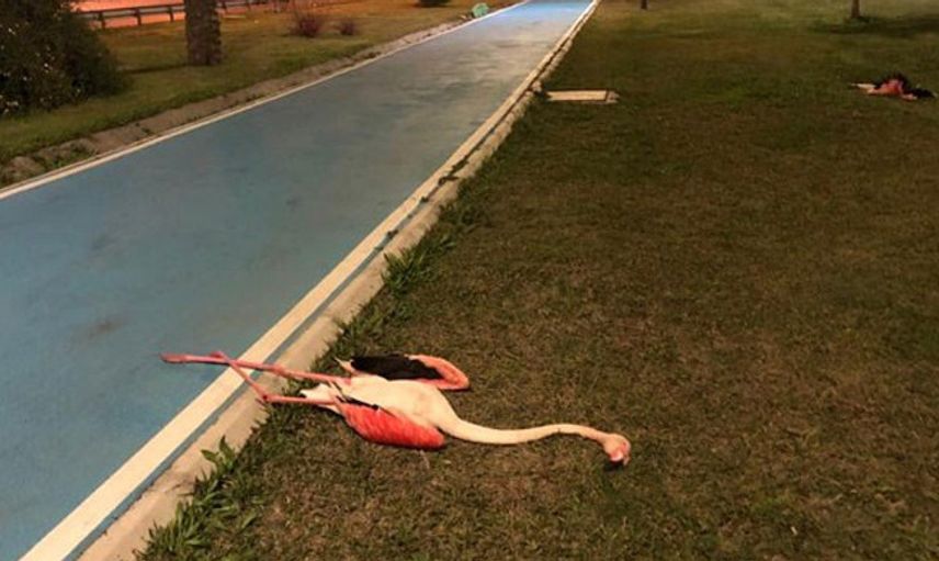 İzmir'deki Şüpheli Flamingo Ölümlerine Araştırma