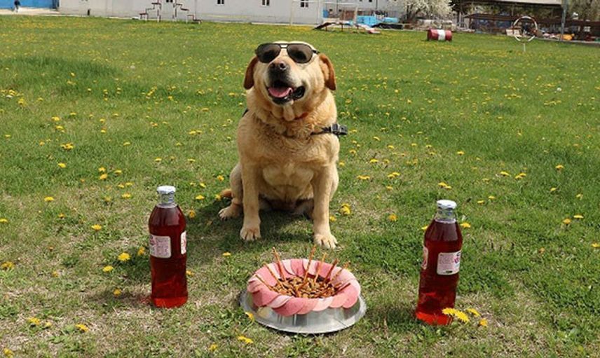 Jandarma İz Takip Köpeği Emekli Oldu