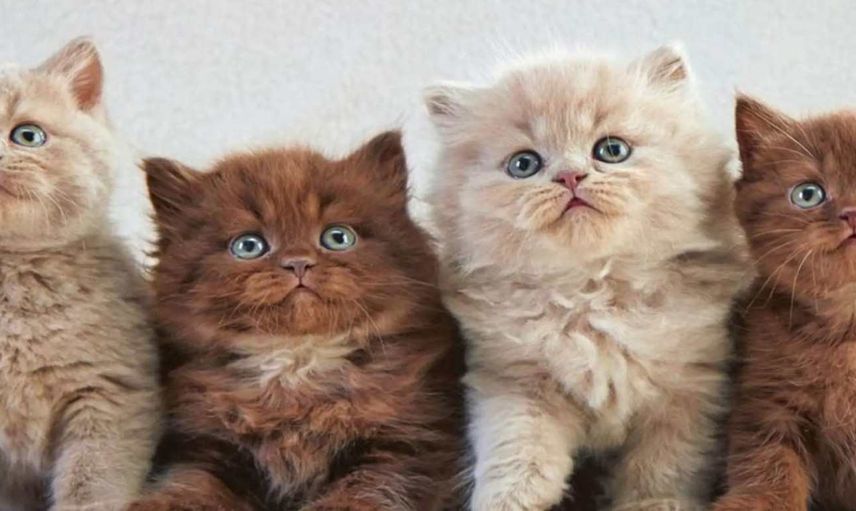 Kaç tür kedi cinsi vardır? Kedi cinsleri nelerdir? Kedi cinsleri ve özellikleri