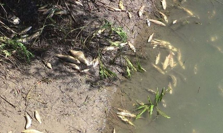Kahramanmaraş’ta Acil Durum! Ceyhan Nehri'nde Ölü Balıklar Kıyıya Vurdu