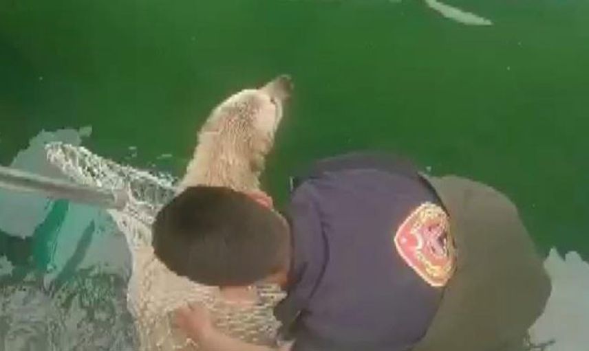 Kahramanmaraş’ta Sulama Kanalına Düşen Köpek Başarılı Şekilde Kurtarıldı