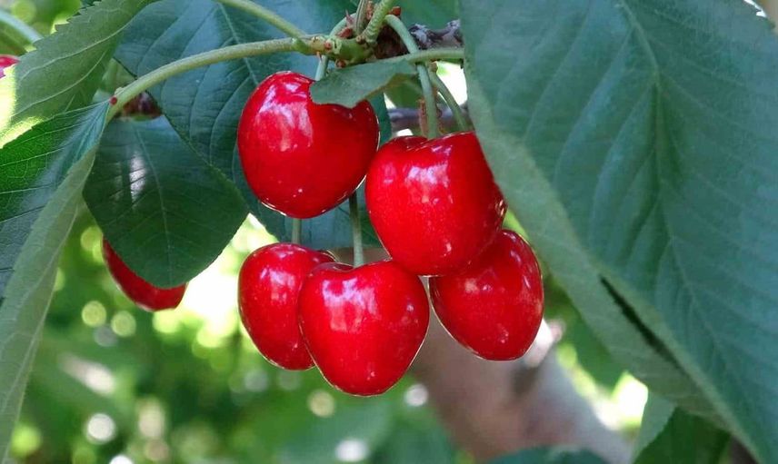 Kalpli Kirazlarla Küslere Barış Geliyor