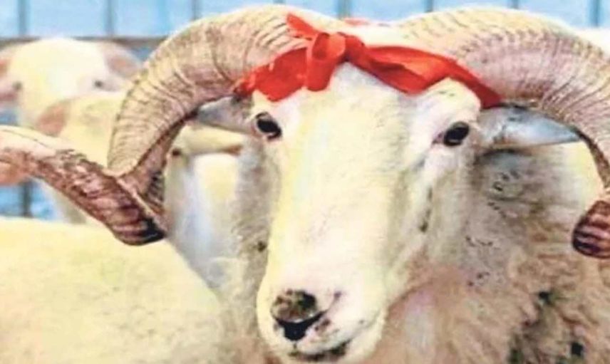 Karabük kurbanlık fiyatları ne kadar? 2022 Karabük büyükbaş, küçükbaş kurbanlık hisse fiyatları