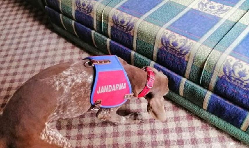 Karabük'te Narkotik Köpeği 'Radar'dan Uyuşturucu Avı