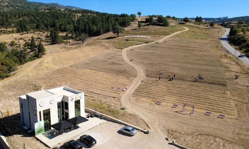 Karabük'te Safran Soğanı Ekimi Başladı