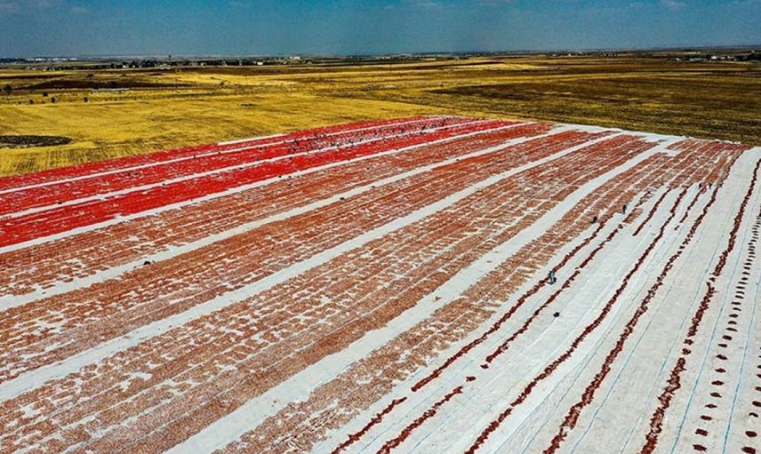 Karacadağ'da Kurutulan Domatesler Dünyanın Dört Bir Yanına İhraç Edilecek