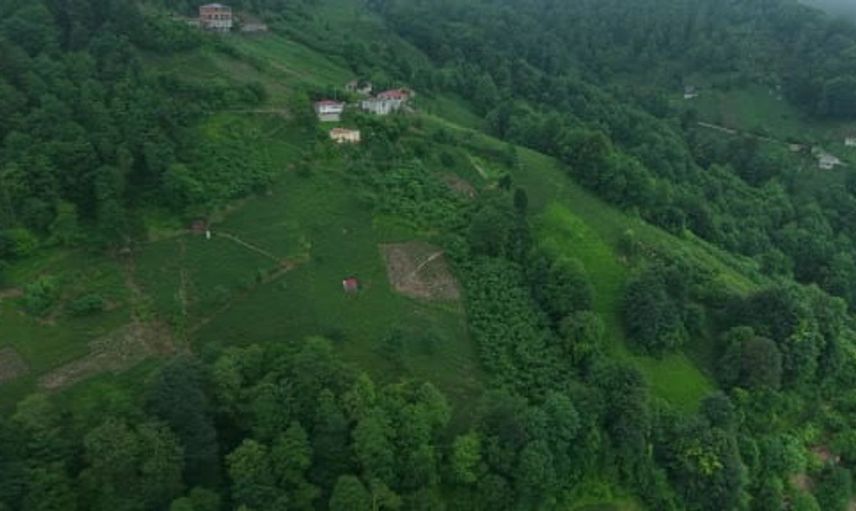 Karadeniz’de çay hasadı zorlu bir mücadeleyle sürüyor