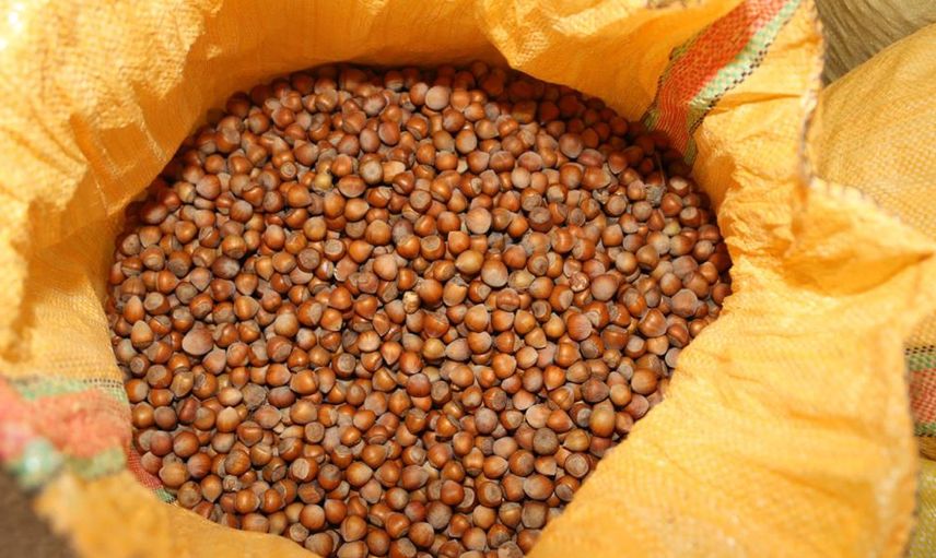 Karadeniz’de Fındığın Randımanı Yüzleri Güldürdü!