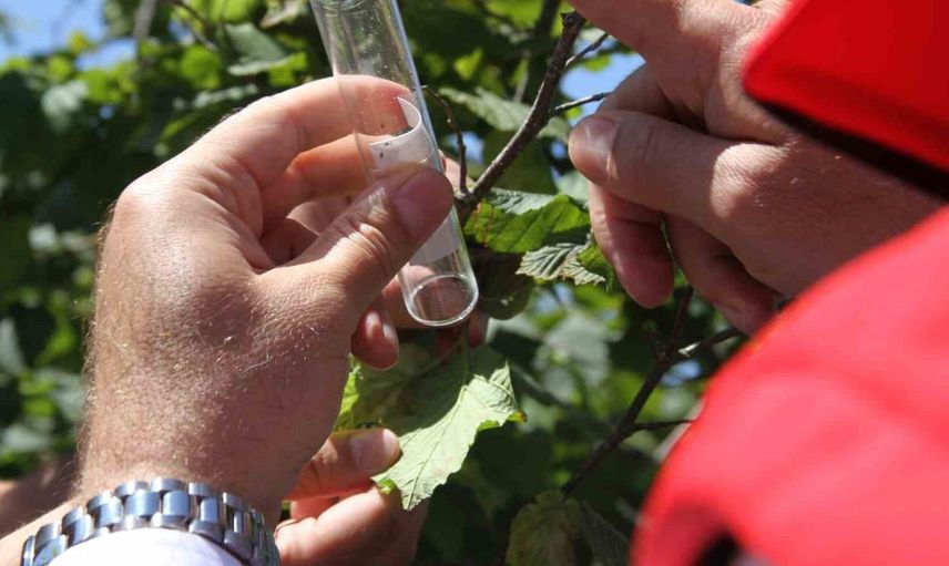 Karadeniz'de kahverengi kokarca ile mücadelede yeni adım: 1,65 milyon samuray arısı doğaya salınacak