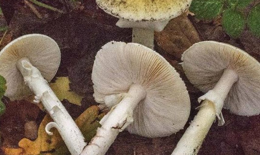 Karadeniz'de Mantar Zehirlenmelerinde Artış: Tek Bir Tanesi Bile Öldürebilir