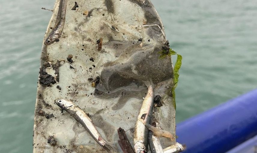 Karadeniz'de Mikroplastik Araştırması: Altı Ticari Balık Türünde İnceleme