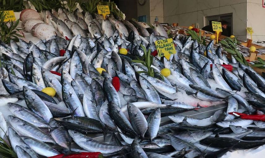 Karadeniz’de tezgahlar palamut ile doldu: 70 TL’den 25 TL’ye indi