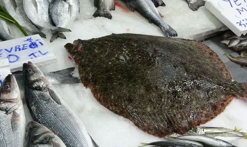 Karadeniz'de yakalanan balık hem görüntüsü hem fiyatıyla insanların odağında!