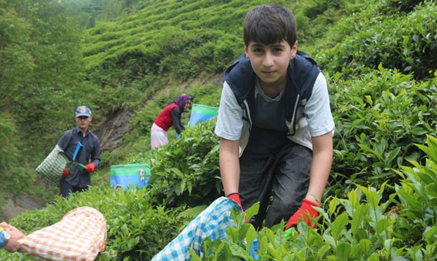 Karadeniz’e Çay Göçü Öncesi Kritik Uyarı