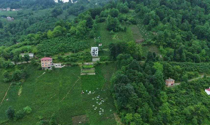 Karadeniz’in yeşil altınında zorlu hasat sürüyor