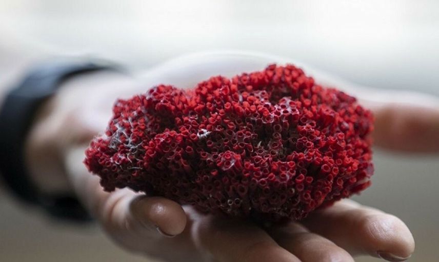 Kardeş Kanı Bitkisi Nedir, Kardeş Kanı Bitkisi Zararları Nelerdir?