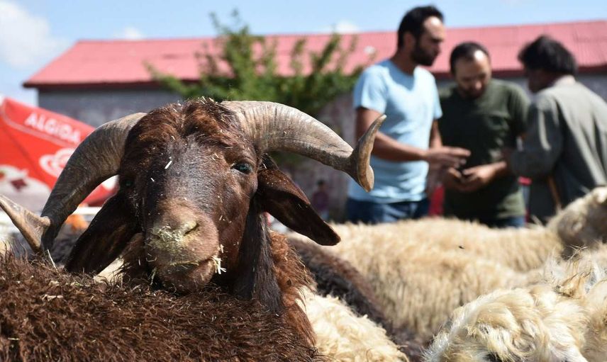 Kars kurbanlık fiyatları ne kadar? 2022 Kars büyükbaş, küçükbaş kurbanlık hisse fiyatları