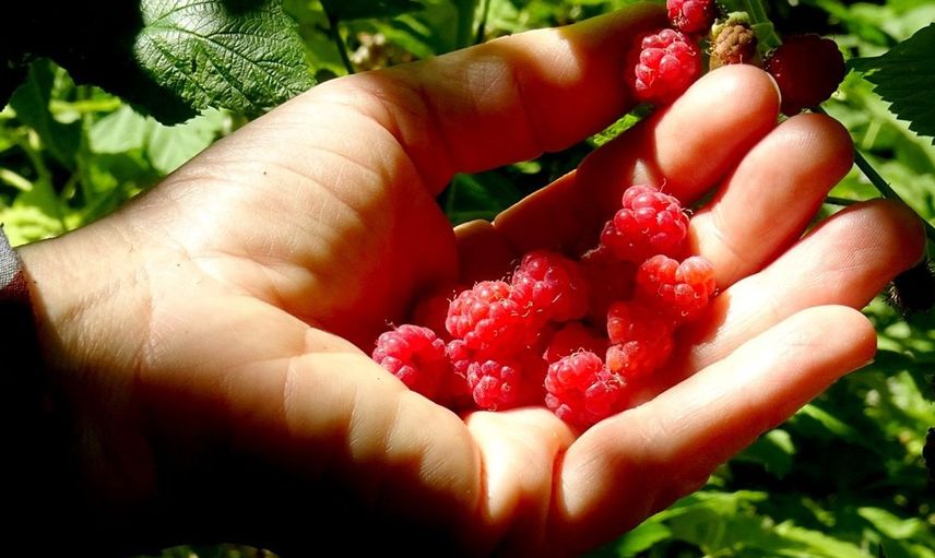 Kars'ta Doğal Böğürtlen Hasadı Başladı