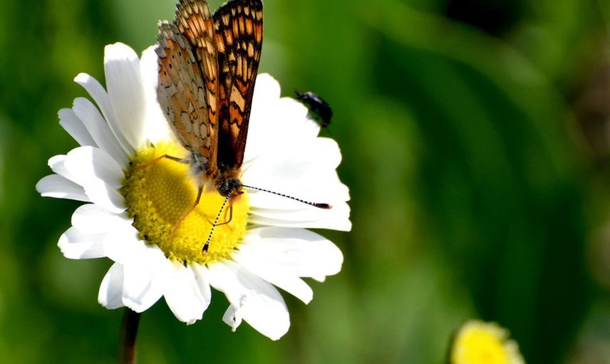 Karst’a Rengarenk Kelebek Cümbüşü Görenleri Kendine Hayran Bıraktı