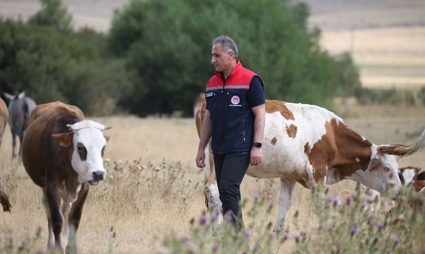 Kars'ta Şap Hastalığı İle Mücadele Başarıyla Devam Ediyor