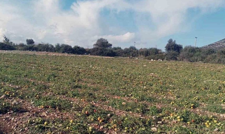 Kasım'da yağmur doldu taştı: Kuraklık stresi ortadan kalktı