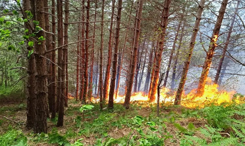 Kastamonu'da orman yangını: Çok sayıda ekip müdahale etti!