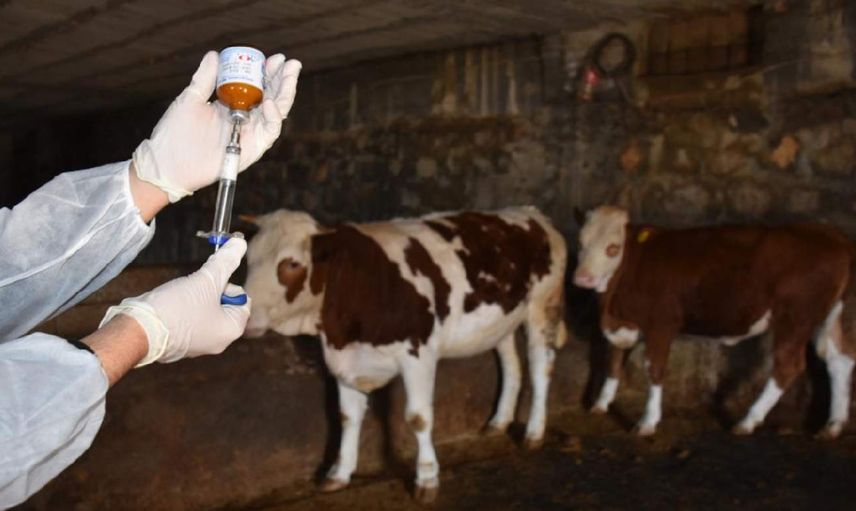 Kastamonu’da şap hastalığı paniği: Bir ilçe karantinaya alındı