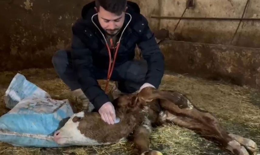 Kastamonu'daki bu buzağının kalbi boynunda atıyor!