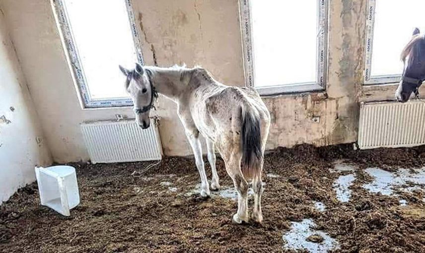 Kayıp Atların 224'ü Bakımsızlık Yüzünden Ölmüş