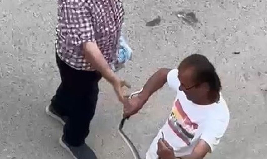 Kaynarca'da Yılan Panik Yarattı, Belediyeden Hızlı Müdahale