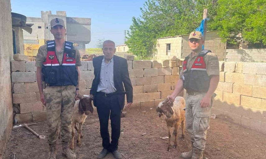 Kilis'te Kaybolan Koyunlar Jandarma Tarafından Bulundu