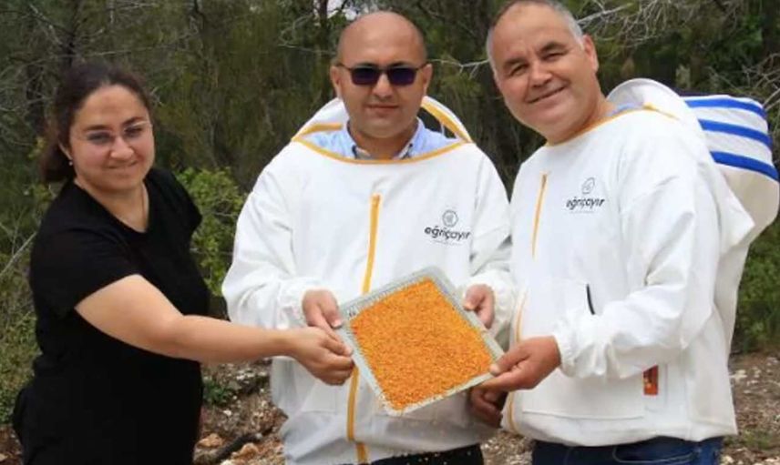 Kilosu 400 TL: Milyonlarca arı gramı için gün boyu çalışıyor