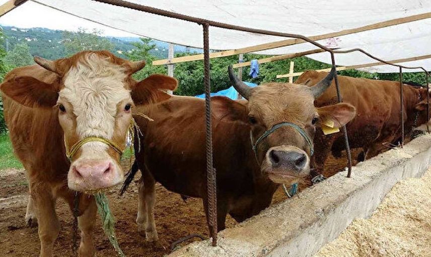 Kimler kurban kesebilir? Kurbanı kimler yiyemez? Diyanet merak edilen soruları cevapladı
