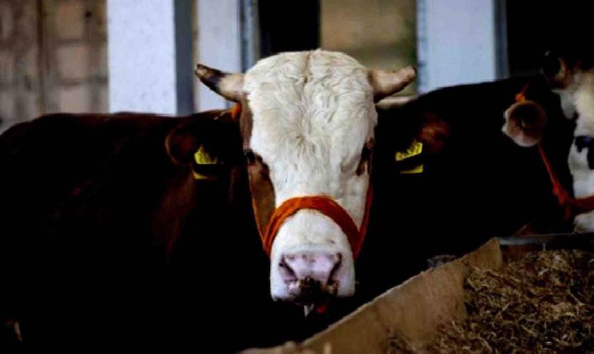 Kırıkkale kurbanlık fiyatları ne kadar? 2022 Kırıkkale büyükbaş, küçükbaş kurbanlık hisse fiyatları