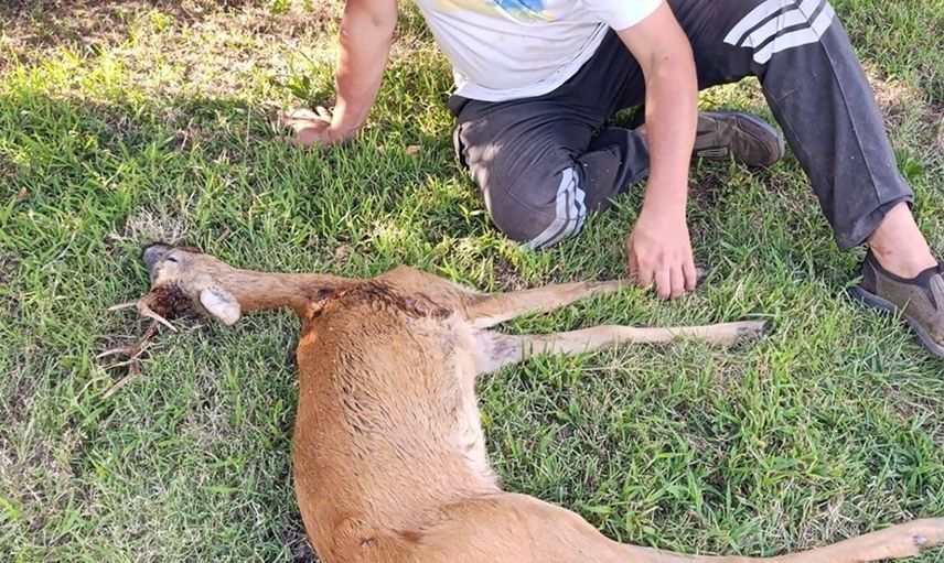 Kırklareli'nde Yaralı Karaca Kurtarıldı