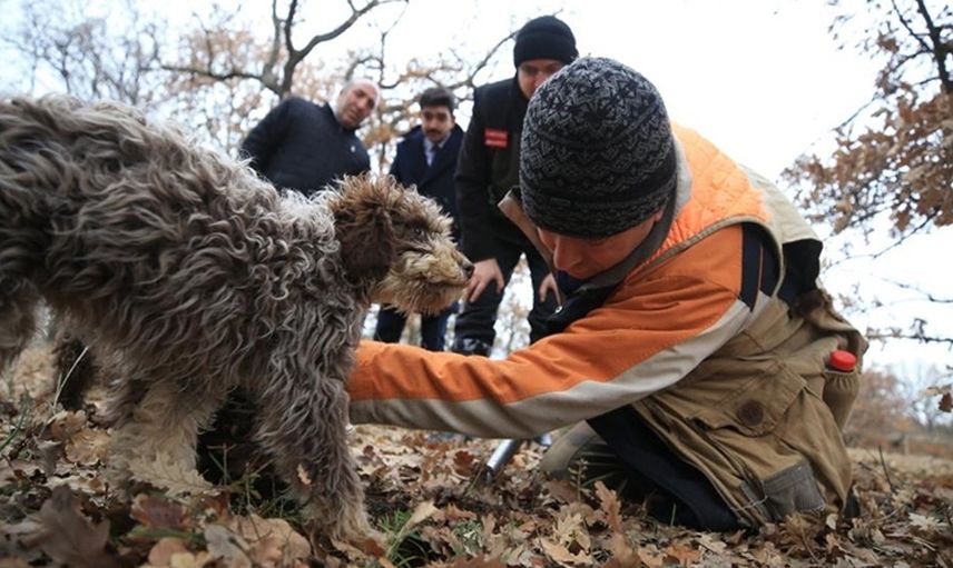 Kırklareli'ndeki Ormanlarda Özel Eğitilmiş Köpeklerle 'Kralların Yiyeceğini' Topluyorlar!