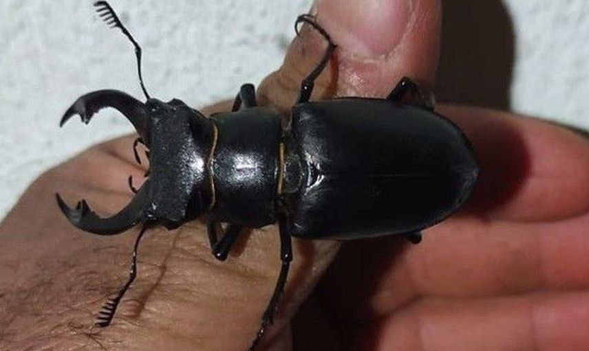 Kırmızı listede yer alan böcek Türkiye'de görüntülendi: Nesli tükenmekte olan  geyik böceği koruma altına alındı