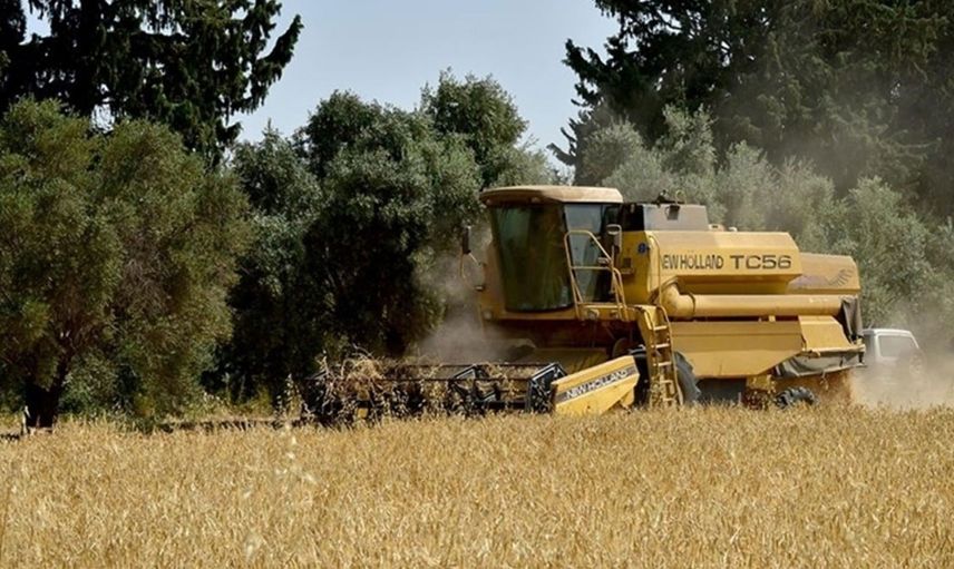 KKTC’de Türkiye Destekli İlk Tescilli Arpa Hasadı Yapıldı