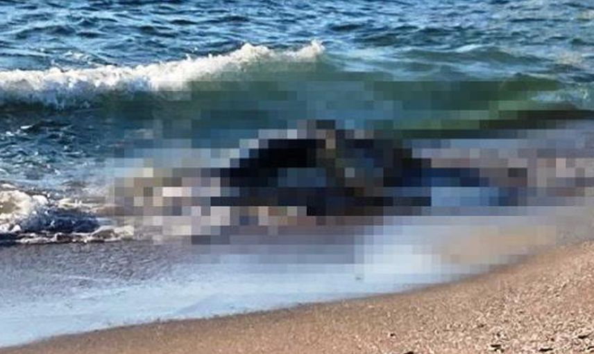 Kocaeli'de görenlerin adeta nutku tutuldu! Sahillere 4 büyükbaş ölüsü vurdu