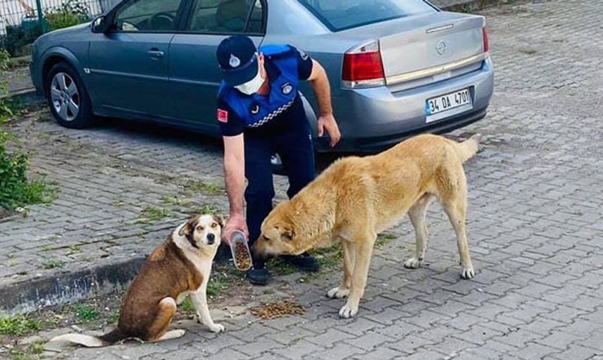 Kocaeli’nde Tam Kapanma Sürecinde Sokak Hayvanları Unutulmadı