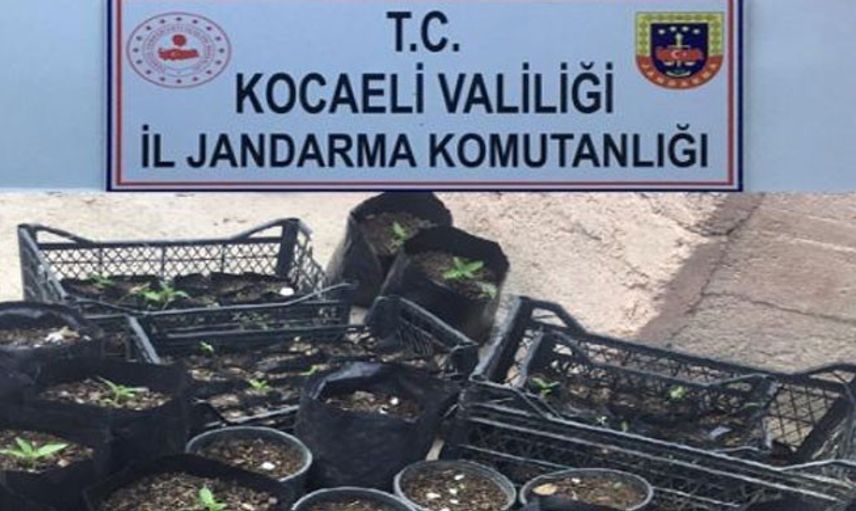 Kocaeli’nde Yapılan Operasyonda 157 Kök Kenevir Ele Geçirildi