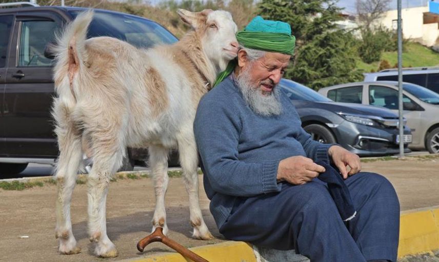 Kocaeli'nin Maskotu Oldu: Bu Keçi İnatçı Değil Nazlı!