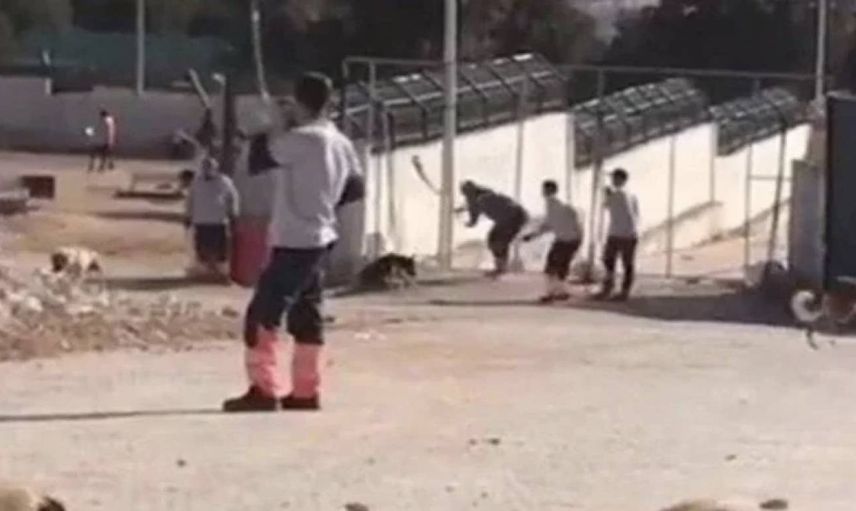 Konya hayvan barınağı vahşeti:  Tarım Bakanlığı’ndan açıklama yapıldı