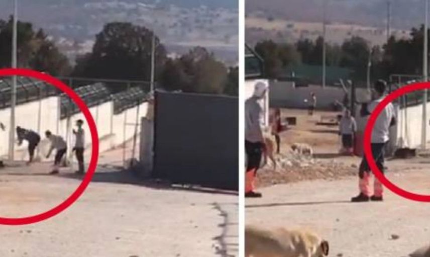 Konya hayvan barınağı vahşetine savcılıktan itiraz!