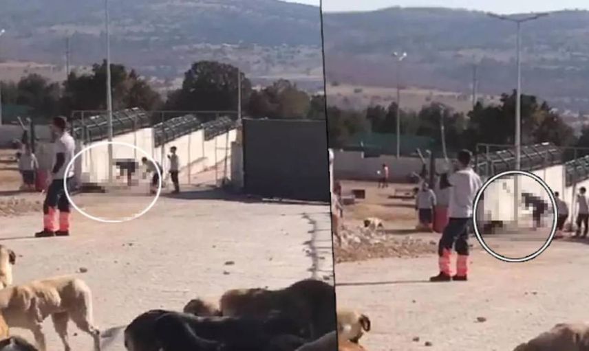 Konya’da hayvanlara işkence edildi: Belediye görüntüler için harekete geçti