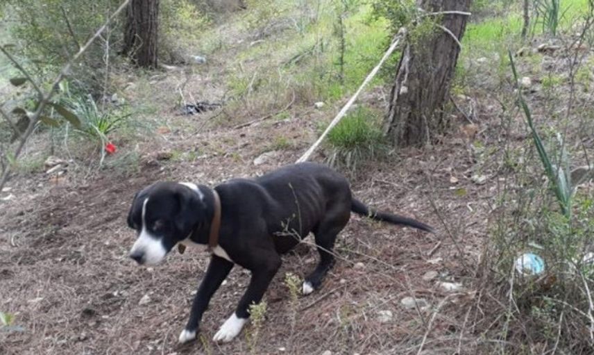 Köpeği Ağaca Bağlayıp Ölüme Terk Ettiler!
